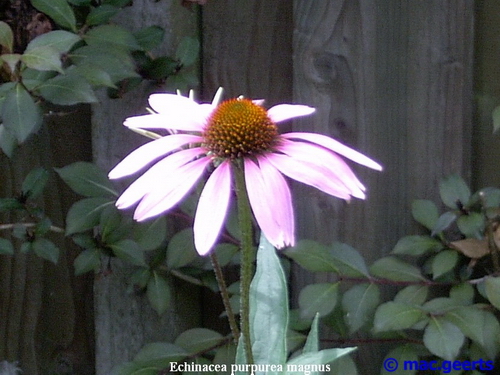 Echinacea purpurea magnus